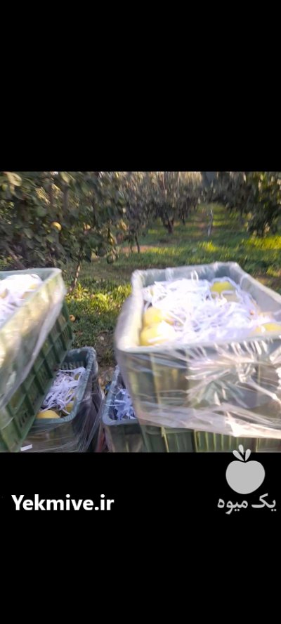 فروش میوه به 50 تن در تبریز در گروه خرید و فروش میوه به در یکمیوه -عکس2