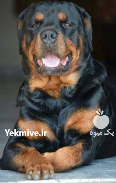 خرید فروش سگ روتوایلر گواهی کتبی در گروه سگ و گربه در یکمیوه -عکس1