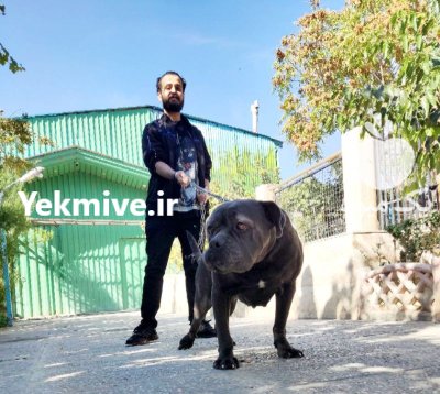 خرید فروش سگ کن کورسو گواهی در تهران در گروه سگ و گربه در یکمیوه -عکس1