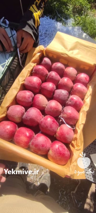 سیب سفید و قرمز منطقه جابان در گروه خرید و فروش سیب در یکمیوه -عکس1