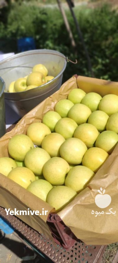 سیب سفید و قرمز منطقه جابان در گروه خرید و فروش سیب در یکمیوه -عکس2