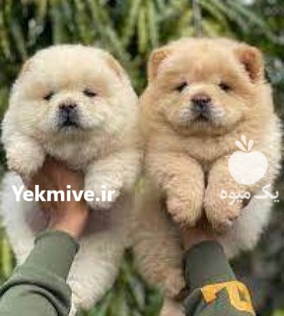 فروش توله سگ چاوچاو نر و ماده در ارومیه در گروه سگ و گربه در یکمیوه -عکس1