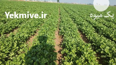 فروش گشنیز صادراتی در گروه خرید و فروش انواع سبزی ها در یکمیوه -عکس1