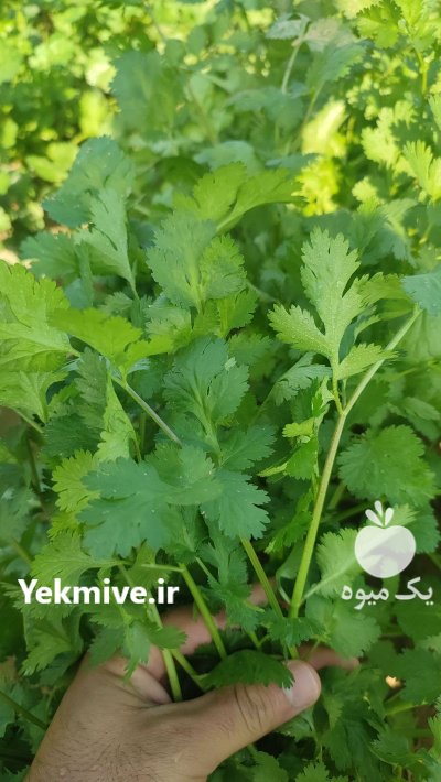 فروش گشنیز صادراتی در گروه خرید و فروش انواع سبزی ها در یکمیوه -عکس2