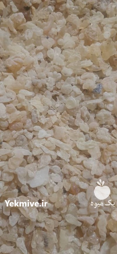 فروش سقز کوهی در اقلید در گروه خرید و فروش گیاهان دارویی در یکمیوه -عکس1