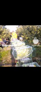 فروش میوه به 50 تن در تبریز در گروه خرید و فروش میوه به در یکمیوه