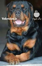 خرید فروش سگ روتوایلر گواهی کتبی در گروه سگ و گربه در یکمیوه