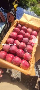 سیب سفید و قرمز منطقه جابان