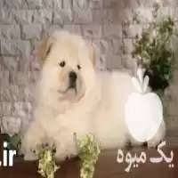 فروش سگ روتوایلر نماد قدرت در گروه سگ و گربه در یکمیوه