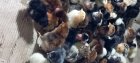 آگهی مشابه جوجه گلپایگانی یه روزه در آق قلا در گروه مرغ و خروس و بوقلمون و اردک قو قاز در یکمیوه