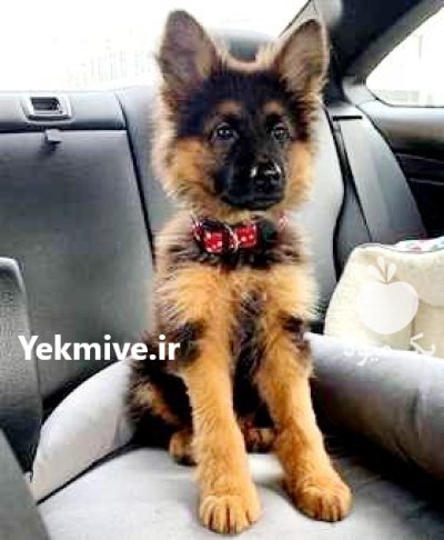 فروش تخصصی انواع سگ ژرمن شپرد در گروه سگ و گربه در یکمیوه -عکس2
