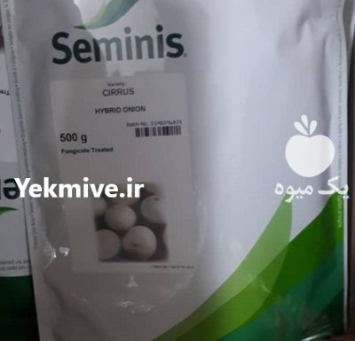 بذر پیاز سایروس در گروه خرید و فروش بذر پیاز در یکمیوه -عکس1