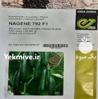 بذر خیار گلخانه ای ناگین در اصفهان در گروه خرید و فروش بذر خیار در یکمیوه -عکس1