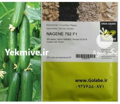 بذر خیار گلخانه ای ناگین در شهرکرد در گروه خرید و فروش بذر خیار در یکمیوه -عکس1