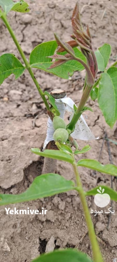 نهال گردوژنوتیپ پربار دیرگل سردسیری مهدیزاده در گروه خرید و فروش نهال گردو در یکمیوه -عکس1