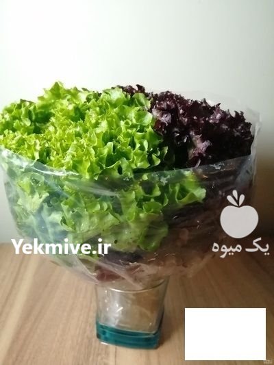 فروش عمده کاهو فرانسوی در کرج در گروه خرید و فروش کاهو در یکمیوه -عکس1