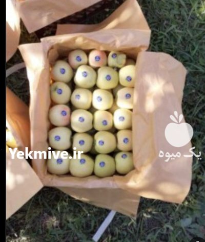 فروش سیب زرد و قرمز میانه در گروه خرید و فروش سیب در یکمیوه -عکس4