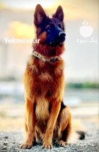 فروش تخصصی انواع سگ ژرمن شپرد در گروه سگ و گربه در یکمیوه
