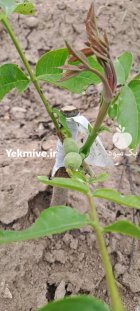 نهال گردوژنوتیپ پربار دیرگل سردسیری مهدیزاده در گروه خرید و فروش نهال گردو در یکمیوه