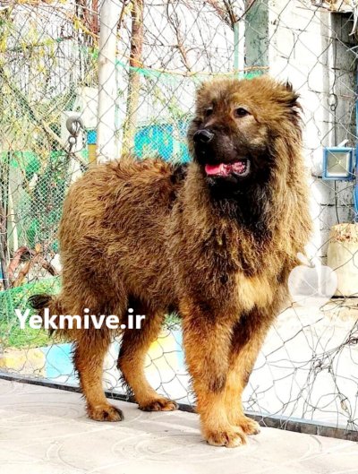 فروش توله سگ قفقازی سه ماه در گروه سگ و گربه در یکمیوه -عکس1