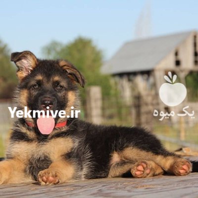 فروش سگ سگ ژرمن برای فروش در گروه سگ و گربه در یکمیوه -عکس1