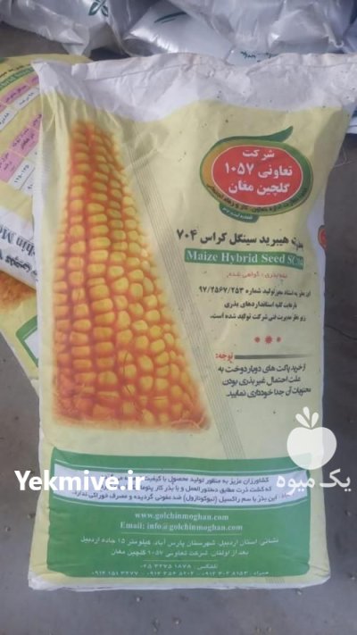 بذر ذرت علوفه ای 704 مغان در گروه خرید و فروش بذر ذرت در یکمیوه -عکس1