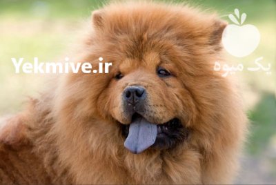 توله چاو چاو برای فروش توله در کرج در گروه سگ و گربه در یکمیوه -عکس1