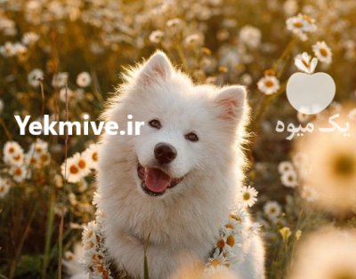 سگ زیبای سامویید سامویید نر ماده در کرج در گروه سگ و گربه در یکمیوه -عکس1