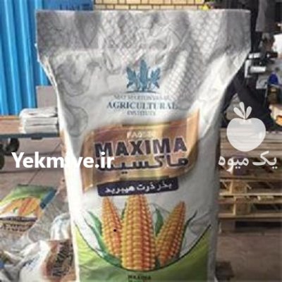 فروش بذر ذرت علوفه ای ماکسیما در سرپل ذهاب در گروه خرید و فروش بذر ذرت در یکمیوه -عکس1