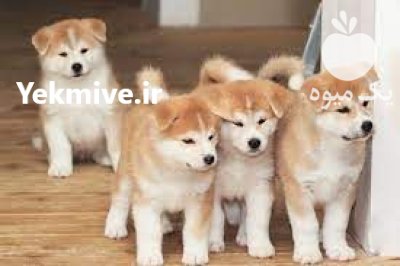 فروش توله سگ توله اکیتا نر در گروه سگ و گربه در یکمیوه -عکس1