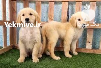 فروش توله سگ گلدن رتریور نر در تبریز در گروه سگ و گربه در یکمیوه -عکس1