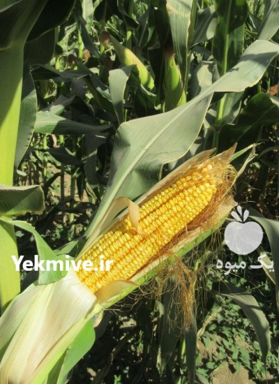 ذرت علوفه ای کوردونا در زنجان در گروه خوراک دام و طیور در یکمیوه -عکس1