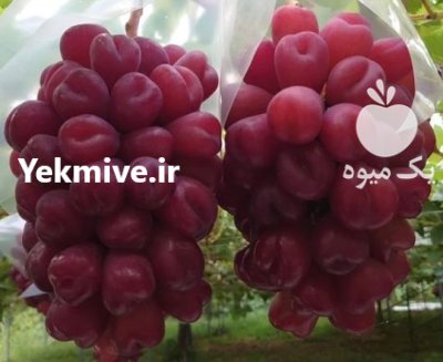 فروش بهترین نهال پیوندی دوساله قوی در گروه خرید و فروش نهال در یکمیوه -عکس2