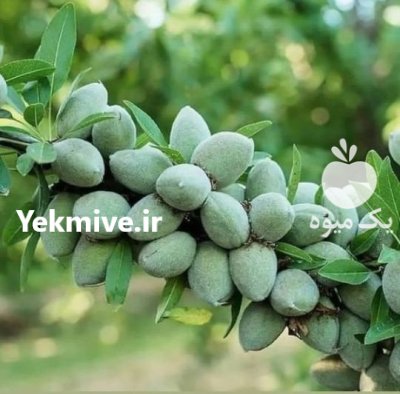 فروش بهترین نهال پیوندی دوساله قوی در گروه خرید و فروش نهال در یکمیوه -عکس3