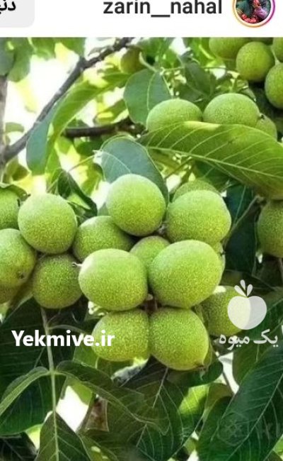 فروش بهترین نهال پیوندی دوساله قوی در گروه خرید و فروش نهال در یکمیوه -عکس4