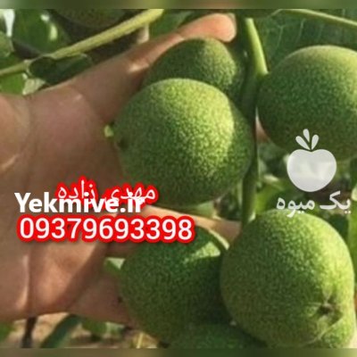 بهترین گردو ژنوتیپ کاشت باغ نهال در گروه خرید و فروش نهال در یکمیوه -عکس2