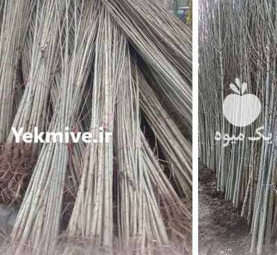 صنوبر ترکی فروش صنوبر اصل باغ احداث در ماکو در گروه خرید و فروش نهال صنوبر در یکمیوه -عکس1