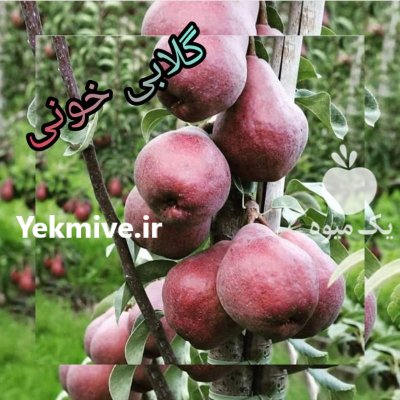 فروش نهال زردآلو در پارس آبادمغان در اردبیل در گروه خرید و فروش نهال در یکمیوه -عکس1