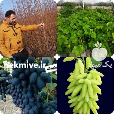 شرایط کاشت نهال رسیدگی به موقع در دماوند در گروه خرید و فروش نهال در یکمیوه -عکس1