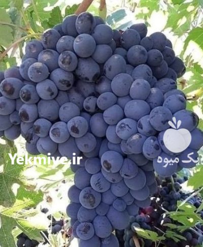 آموزش کاشت نهال رسیدگی به نهال در فیروزکوه در گروه دوره آموزش کشاورزی در یکمیوه -عکس4