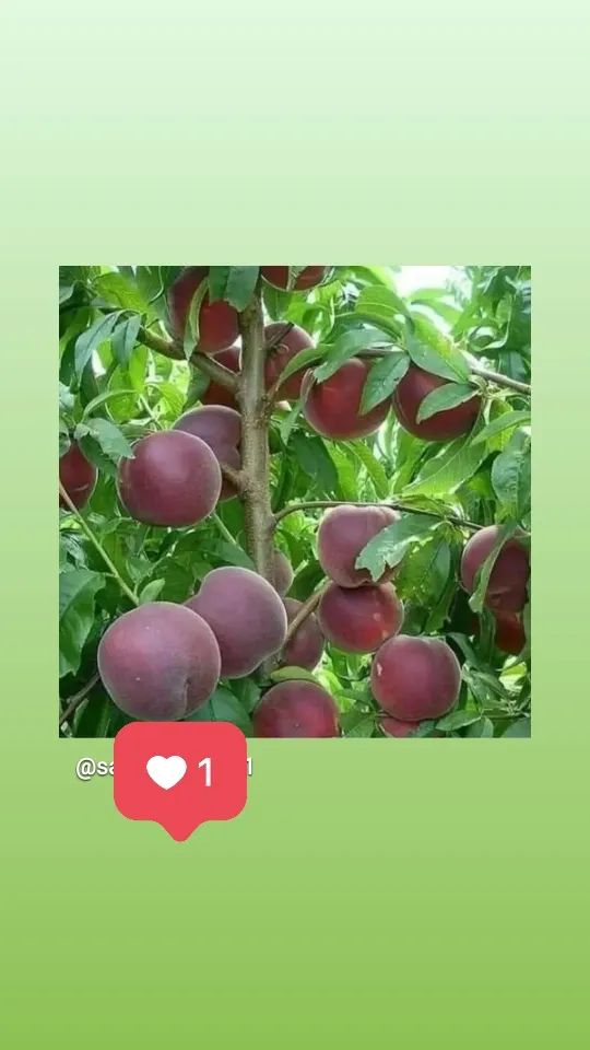 کاشت گردو کانادایی خوشه ای در ارمغانخانه در گروه خرید و فروش نهال گردو در یکمیوه -عکس2