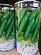 بذر خیار دلتا اینفینیتی سیدز در زاهدان در گروه خرید و فروش بذر خیار در یکمیوه