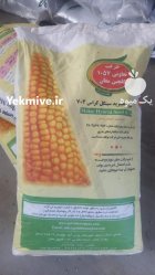 بذر ذرت علوفه ای 704 مغان در گروه خرید و فروش بذر ذرت در یکمیوه