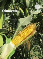 ذرت علوفه ای کوردونا در زنجان در گروه خوراک دام و طیور در یکمیوه