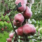 فروش نهال زردآلو در پارس آبادمغان در اردبیل در گروه خرید و فروش نهال در یکمیوه