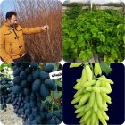 شرایط کاشت نهال رسیدگی به موقع در دماوند در گروه خرید و فروش نهال در یکمیوه