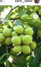 آموزش کاشت نهال رسیدگی به نهال در فیروزکوه در گروه دوره آموزش کشاورزی در یکمیوه