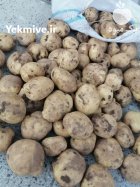 فروش سیب زمینی سانتا در کرمانشاه در گروه خرید و فروش سیب زمینی در یکمیوه