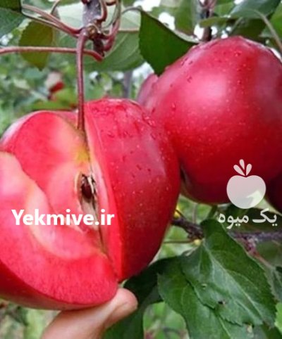 آموزش راهنمای کاشت نهال پیوندی در کرج در گروه خرید و فروش نهالستان در یکمیوه -عکس3