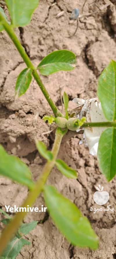 راهنمای کاشت نهال گردوخوشه احداث باغ در شهرکرد در گروه خرید و فروش نهال گردو در یکمیوه -عکس1